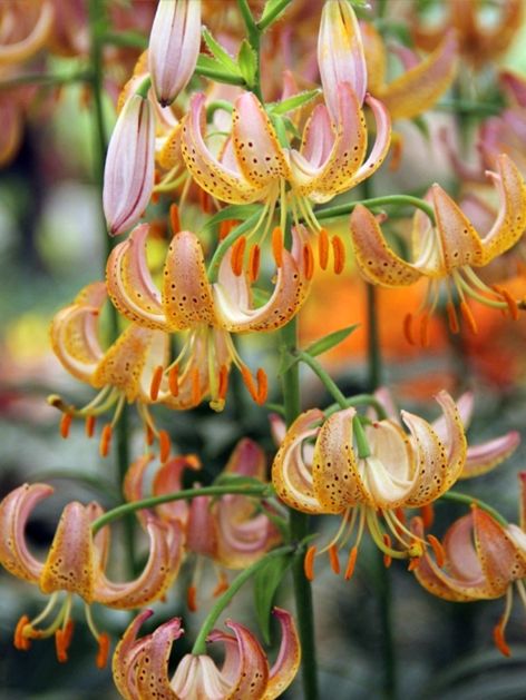 Lilien Fairy morning martagon