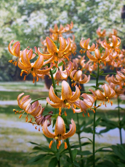 Lilium 'Fairy Morning Martagon' - Lilie