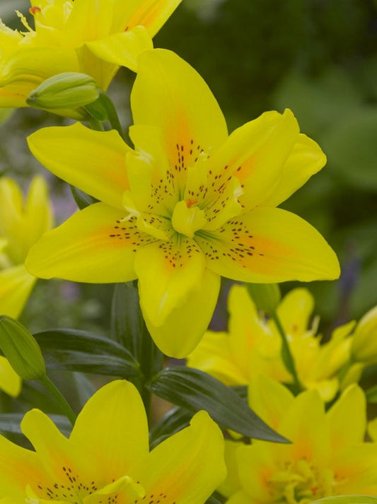 Lilien Fata morgana