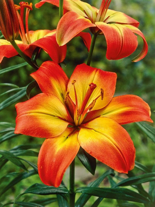 Lilien Forever linda