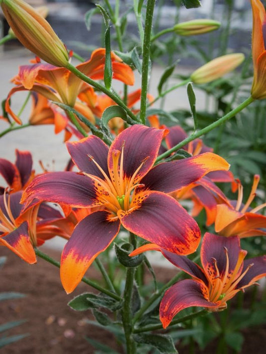 Lilien Forever susan