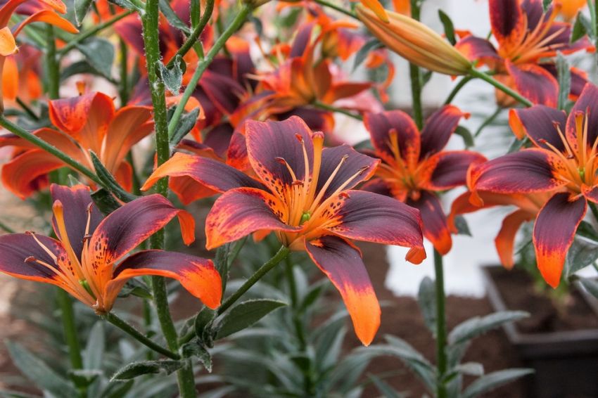 Lilium 'Forever Susan' - Lilie