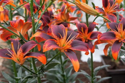 Lilium 'Forever Susan' - Lilie