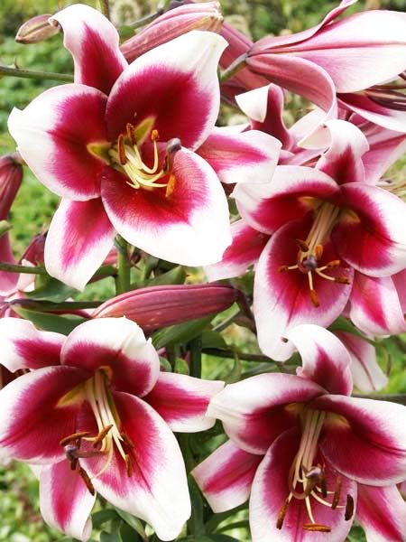 Lilien Friso