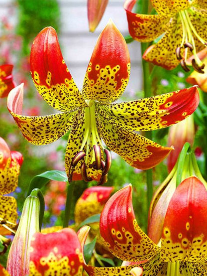 Lilien Fusion