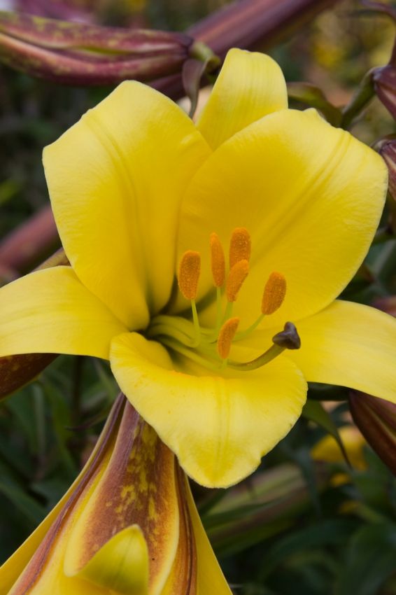 Lilie 'Golden Splendour' - 25 Stück