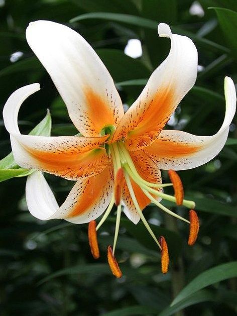 Lilien Lady alice