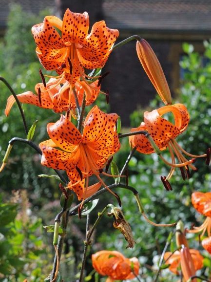 Lilium 'Lancifolium Tigrinum Splendens' - Lilie - LumiBlumi