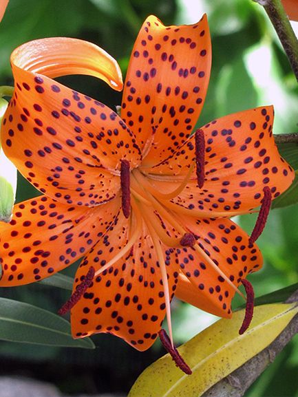 Lilien Lancifolium tigrinum splendens