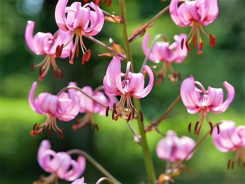 Lilium 'Martagon' - Lilie