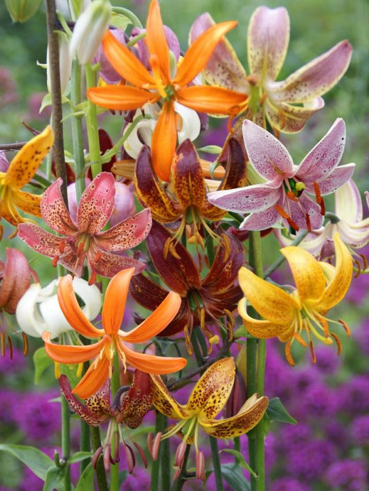 Lilien TÜrkenbundlilien-mischung