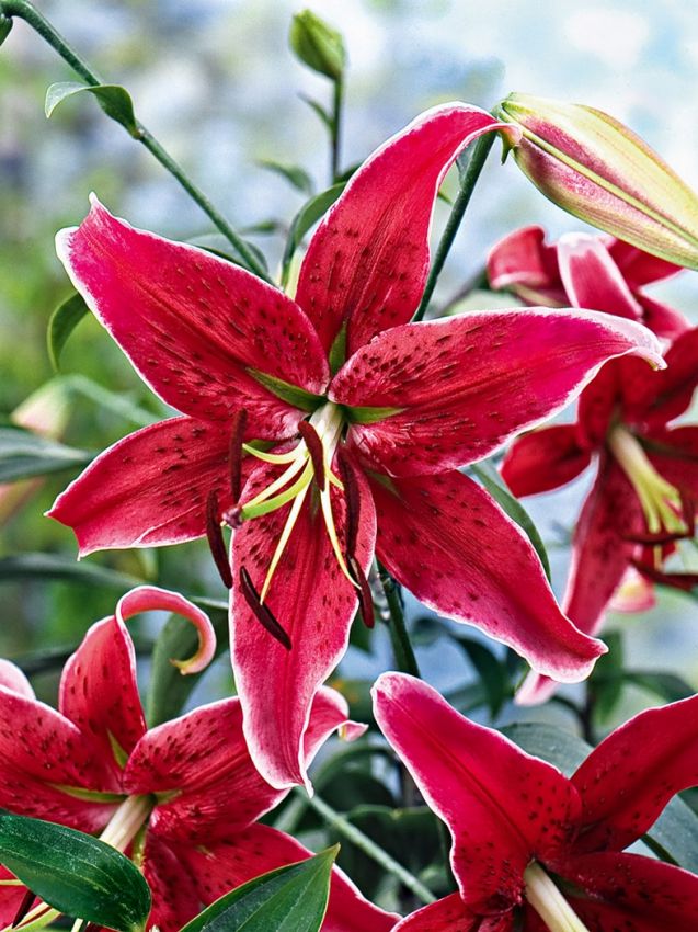 Lilien Miss feya
