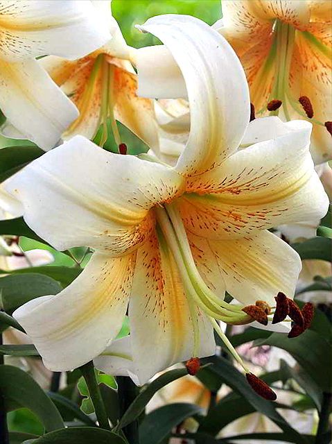Lilien Mister cas