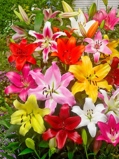 Lilien Picking garden mix