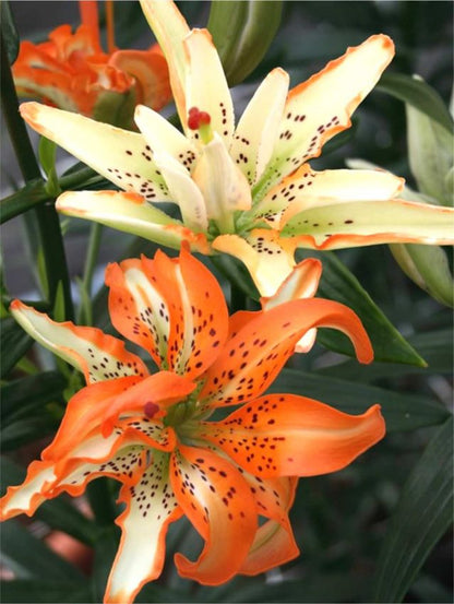 Lilien Must see