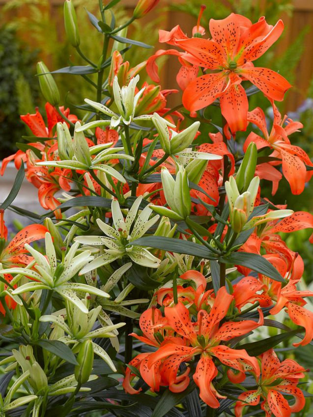 Lilium 'Must See' - Lilie