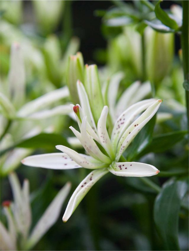 Lilium 'Must See' - Lilie
