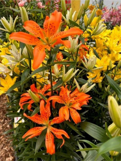 Lilium 'Must See' - Lilie