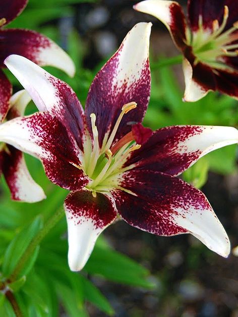 Lilien Netty's pride