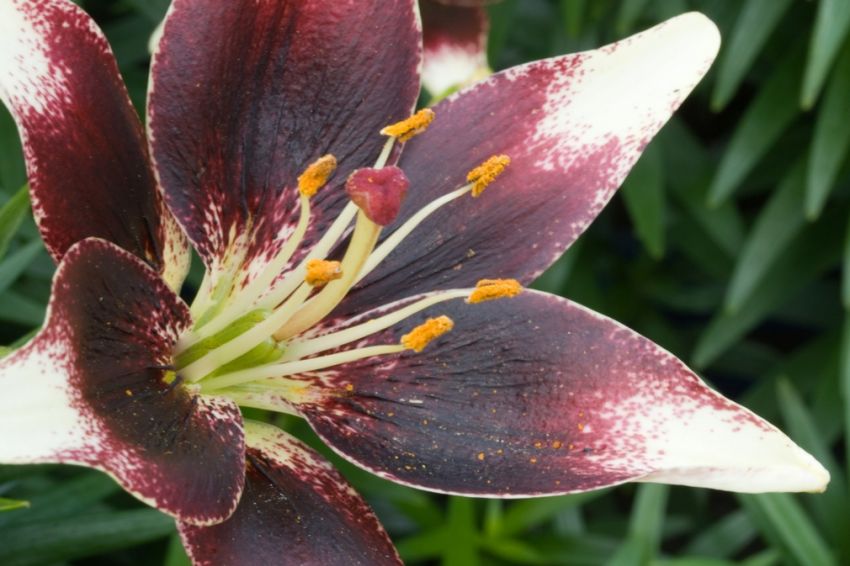 Lilium 'Netty's Pride' - Lilie
