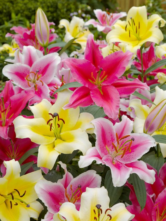 Lilien Oriental mischung