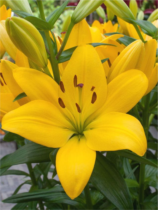 Lilien Pearl melanie
