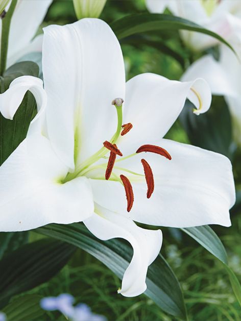 Lilien Pearl white
