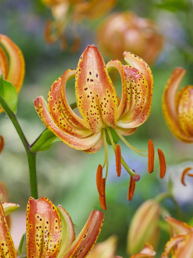 Lilien Peppard gold martagon
