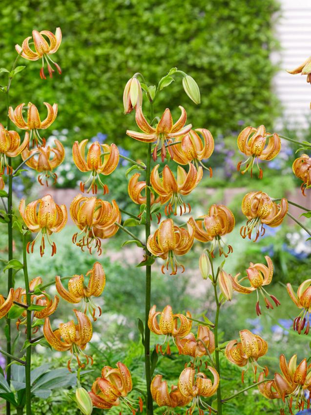 Lilium 'Peppard Gold Martagon' - Lilie - LumiBlumi