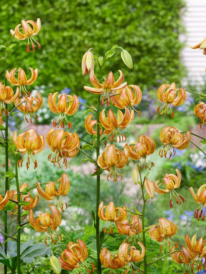 Lilium 'Peppard Gold Martagon' - Lilie - LumiBlumi