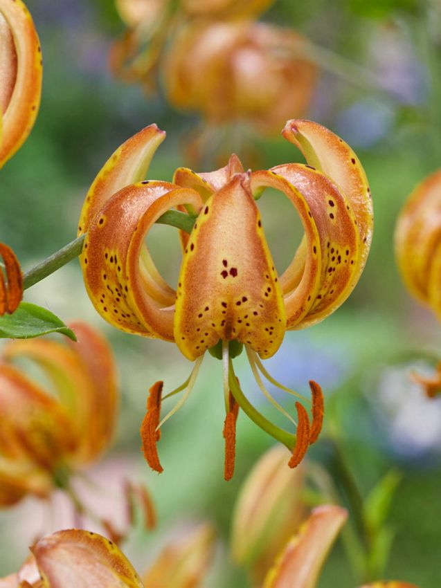 Lilium 'Peppard Gold Martagon' - Lilie - LumiBlumi