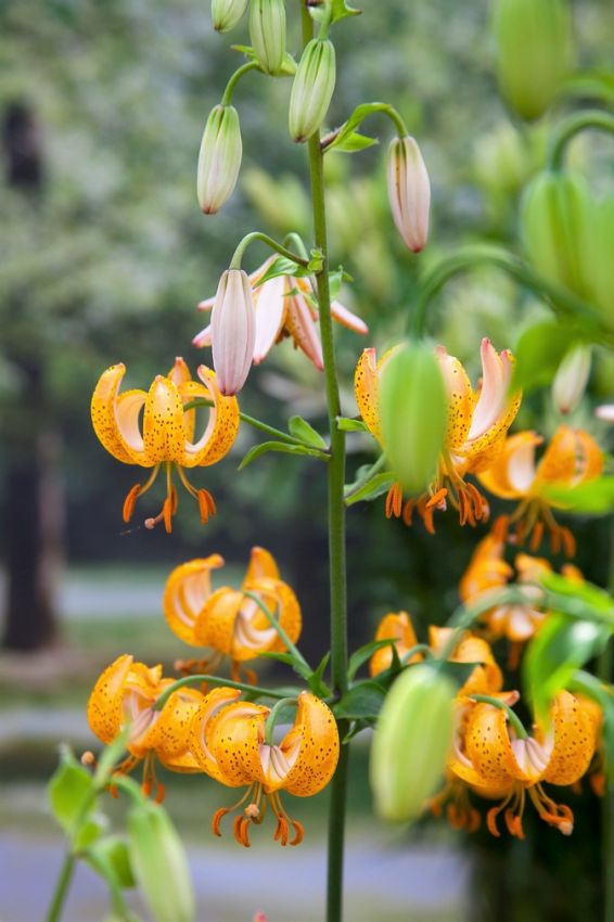 Lilium 'Peppard Gold Martagon' - Lilie - LumiBlumi