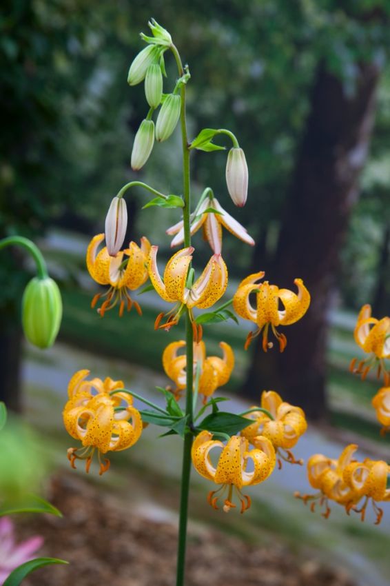 Lilium 'Peppard Gold Martagon' - Lilie - LumiBlumi