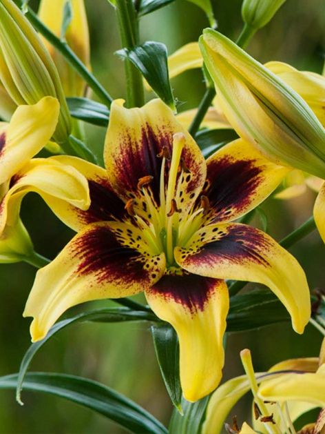 Lilien Pieton
