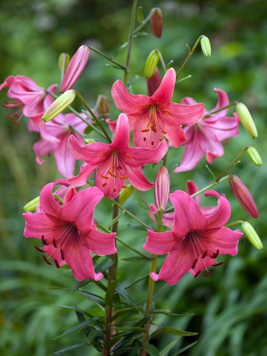 Lilien Pink flight