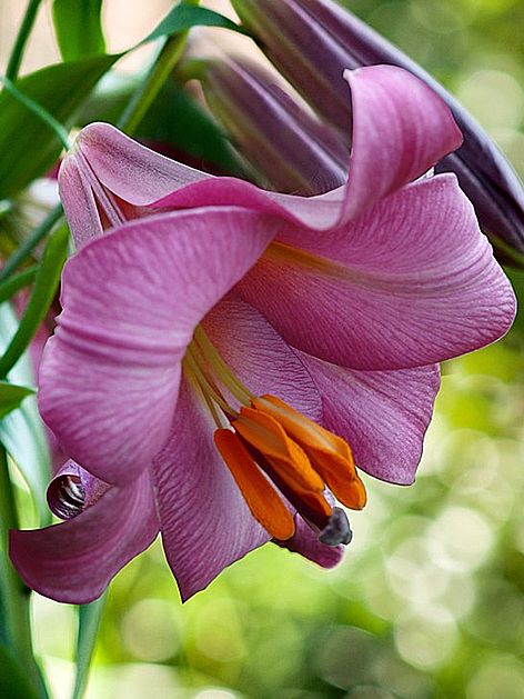 Lilien Pink perfection