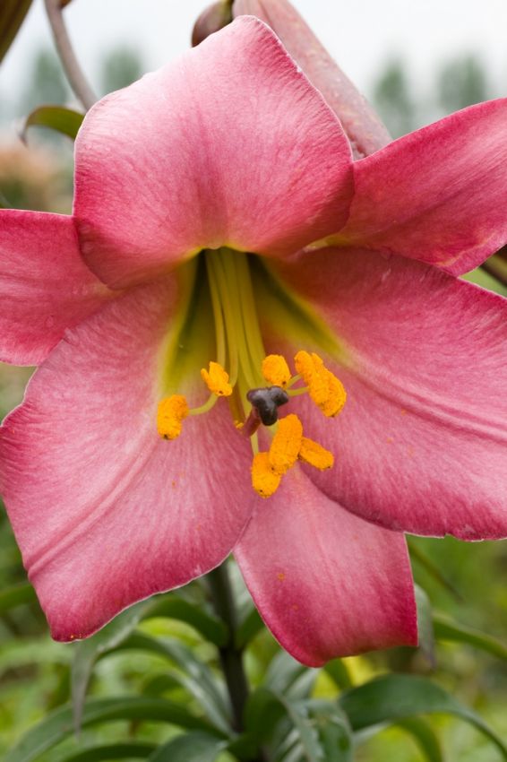 Lilie 'Pink Perfection' - 4 Stück