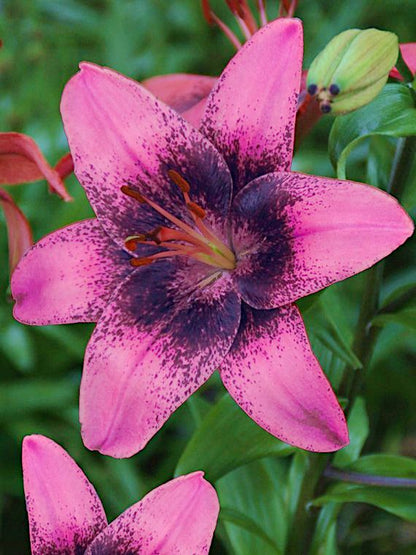 Tulpe 'Purple Dream' - 20 Stück