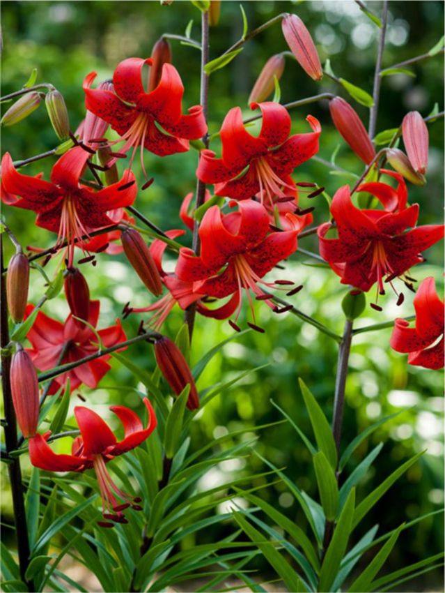 Lilien Red life