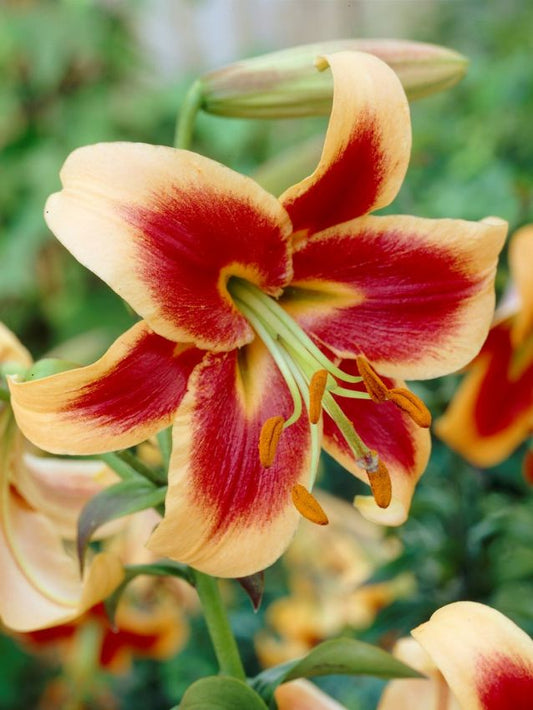 Lilien Red morning