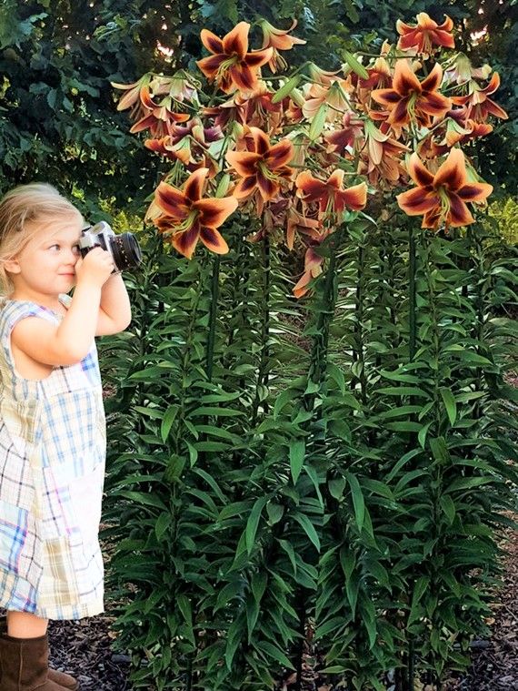 Lilium 'Red Morning' - Lilie