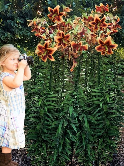 Lilium 'Red Morning' - Lilie