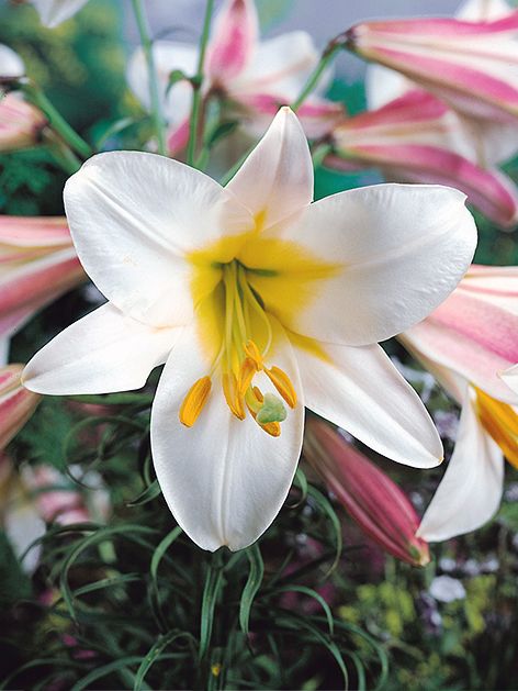 Lilien Regale