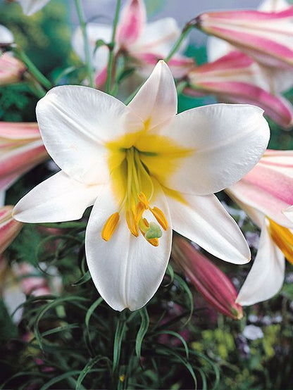 Lilien Regale