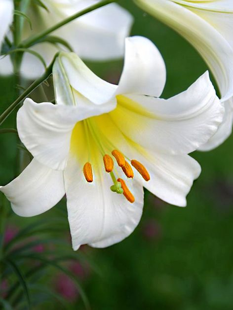 Lilien Regale album