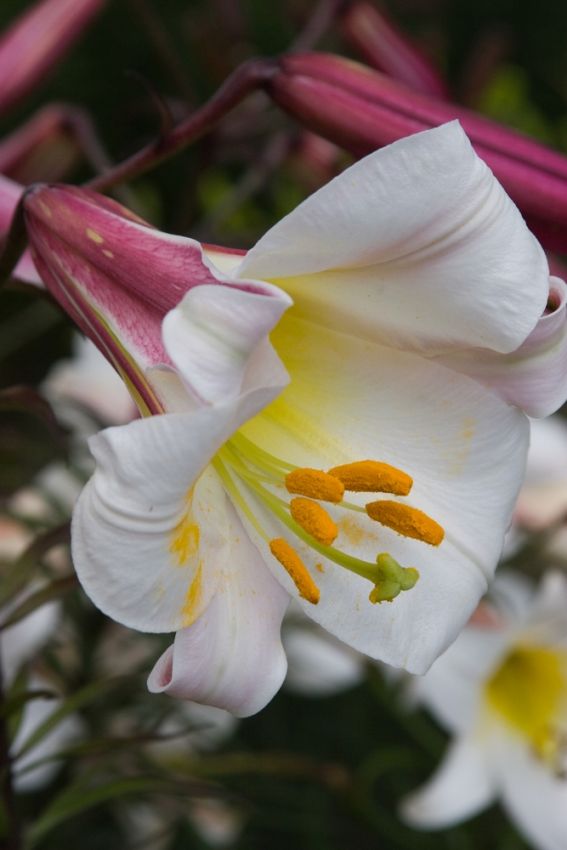Lilium 'Regale' - Lilie - LumiBlumi