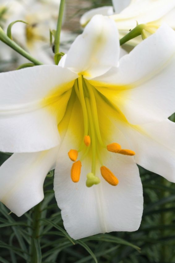 Lilium 'Regale' - Lilie - LumiBlumi