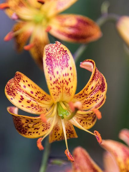 Lilien Sunny morning martagon