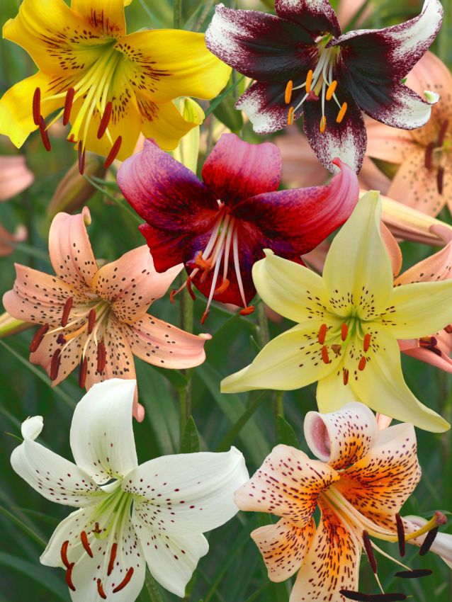 Lilien Tiger mischung