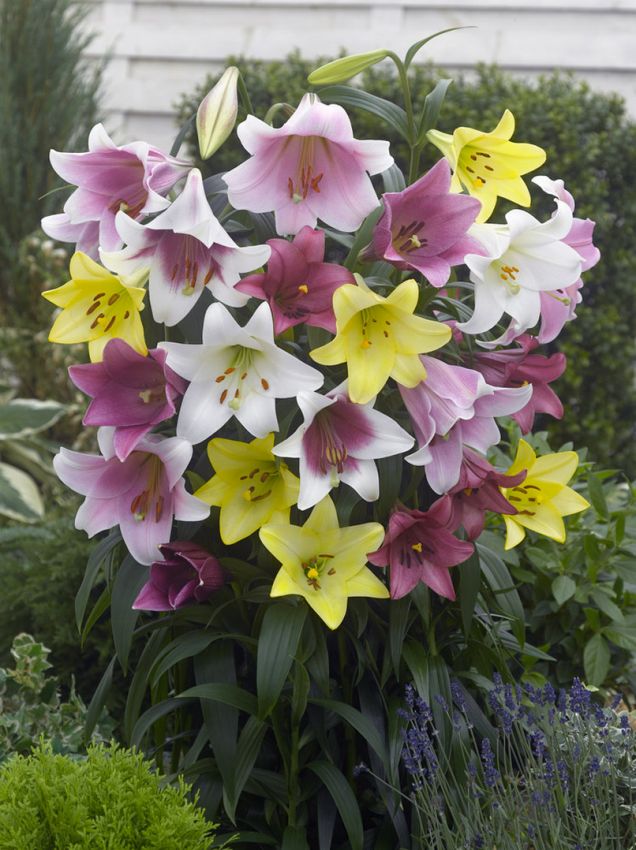 Lilien Longiflorum mischung